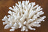 pocillopora eydouxi cauliflower coral large